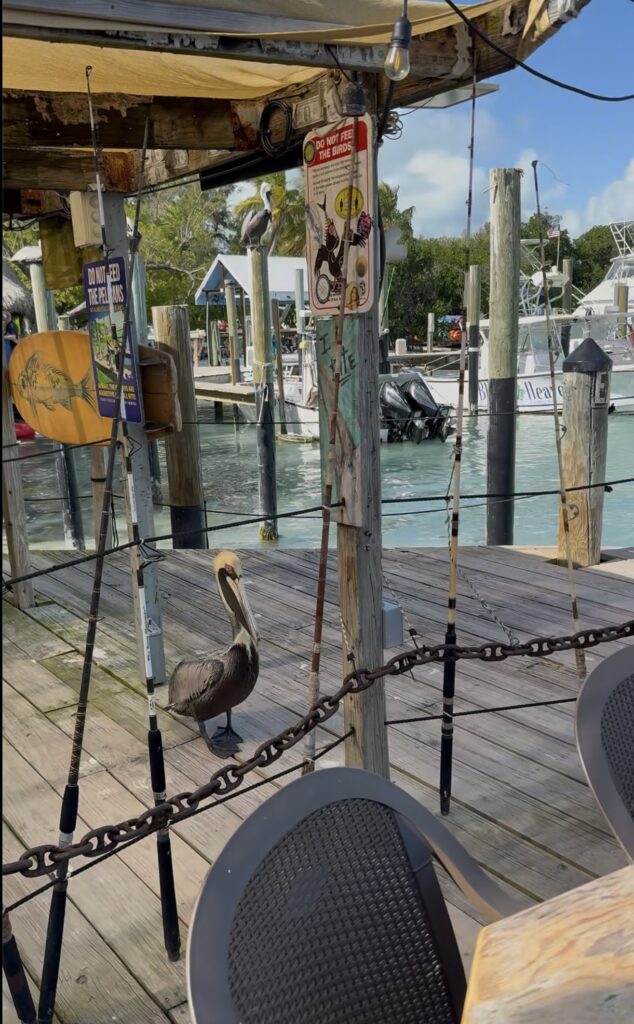 Robbie's in Islamorada