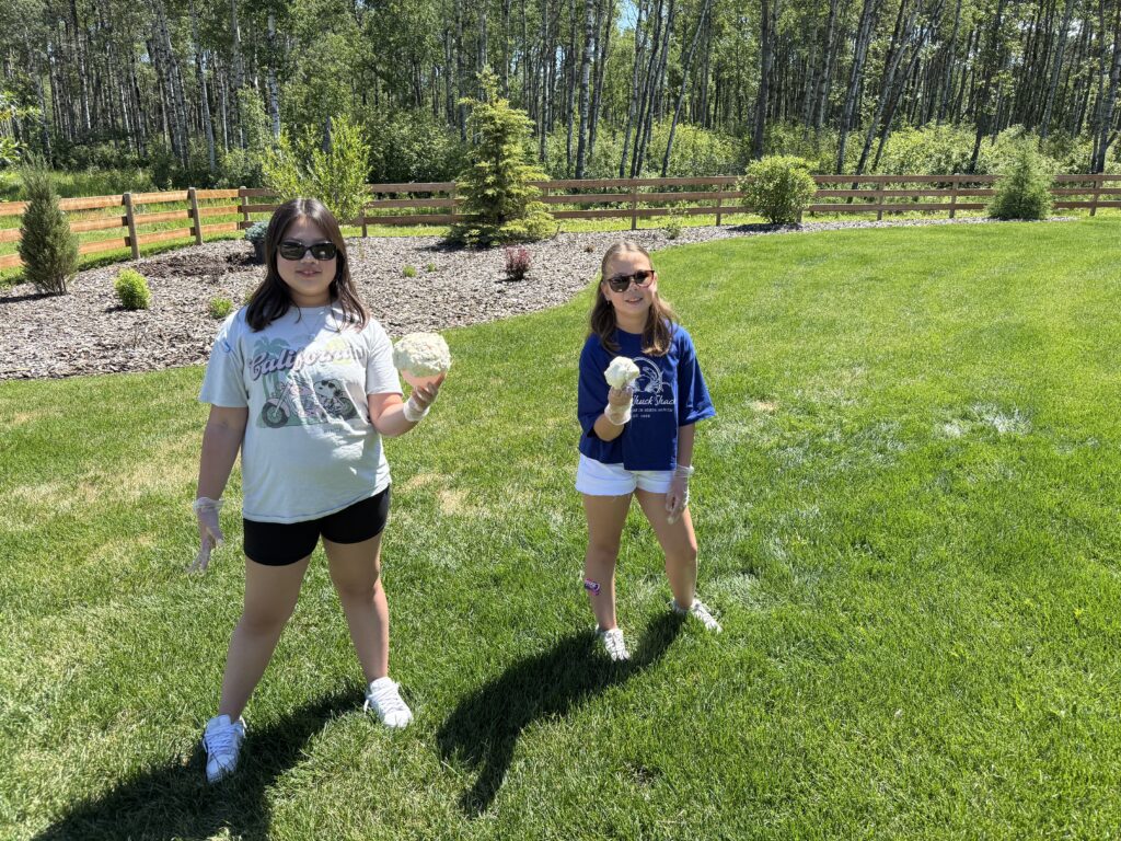 craft with window insulation foam